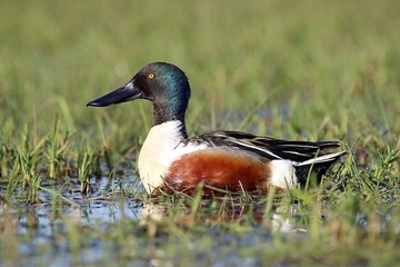 Löffelente - besonders geschützt sowie im Rahmen der EU-Vogelschutzrichtlinie wichtige Zugvogelart