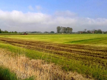 V65 Verringerung der Habitateignung für Wiesenvögel durch intensive Grünlandbewirtschaftung