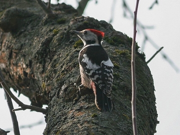 Mittelspecht - streng geschützte Art sowie im Anhang I der EU-Vogelschutzrichtlinie geführt