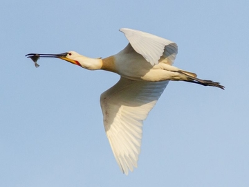 Löffler - streng geschützte Art sowie im Anhang I der EU-Vogelschutzrichtlinie geführt