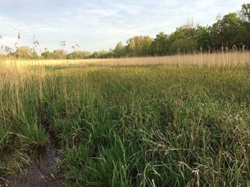 V49 Seggenriede und Altschilfbestände als Lebensraum der Wasserralle auf der Piepenwiese