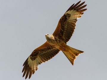 Rotmilan - streng geschützte Art sowie im Anhang I der EU-Vogelschutzrichtlinie geführt