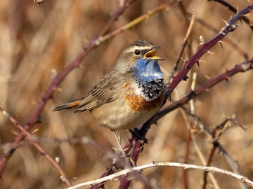 Blaukehlchen - streng geschützte Art sowie im Anhang I der EU-Vogelschutzrichtlinie geführt