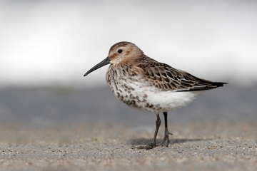 Alpenstrandläufer - streng geschützte Art sowie im Anhang I der EU-Vogelschutzrichtlinie geführt