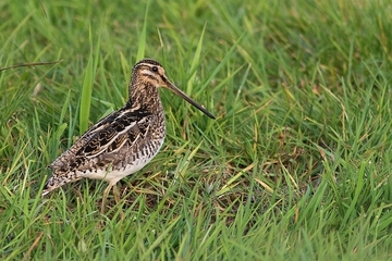 Bekassine - streng geschützte Art sowie im Anhang I der EU-Vogelschutzrichtlinie geführt