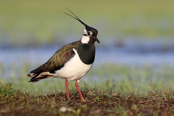 Kiebitz - streng geschützte Art sowie im Anhang I der EU-Vogelschutzrichtlinie geführt