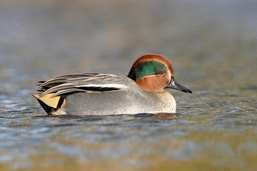 Krickente - besonders geschützte Art sowie im Anhang I der EU-Vogelschutzrichtlinie geführt