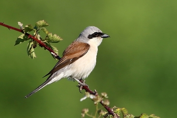 Neuntöter - besonders geschützte Art sowie im Anhang I der EU-Vogelschutzrichtlinie geführt