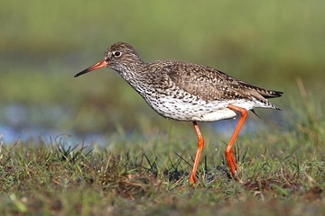 Rotschenkel - streng geschützte Art sowie im Anhang I der EU-Vogelschutzrichtlinie geführt