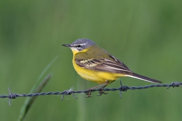 Schafstelze - besonders geschützte Art sowie im Anhang I der EU-Vogelschutzrichtlinie geführt