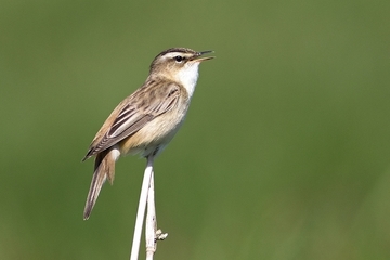 SSchilfrohrsänger - streng geschützte Art sowie im Anhang I der EU-Vogelschutzrichtlinie geführt