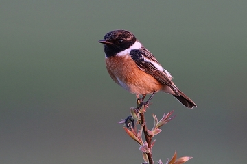 Schwarzkehlchen - besonders geschützte Art sowie im Anhang I der EU-Vogelschutzrichtlinie geführt