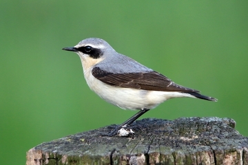 Steinschmätzer - besonders geschützte Art sowie im Anhang I der EU-Vogelschutzrichtlinie geführt