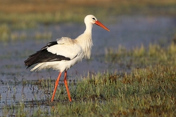 Weißstorch - streng geschützte Art sowie im Anhang I der EU-Vogelschutzrichtlinie geführt