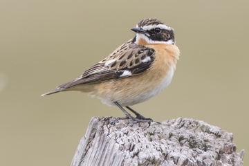 Braunkehlchen - besonders geschützte Art sowie im Anhang I der EU-Vogelschutzrichtlinie geführt