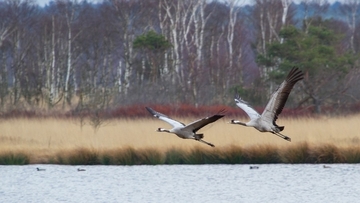 Kranich - streng geschützte Art sowie im Anhang I der EU-Vogelschutzrichtlinie geführt