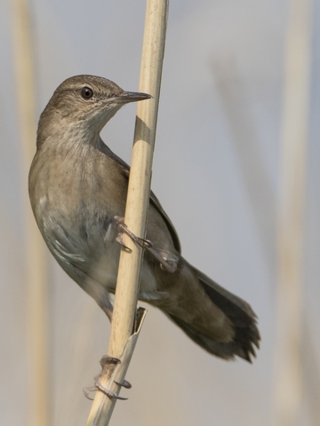 Rohrschwirl- streng geschützte Art sowie im Anhang I der EU-Vogelschutzrichtlinie geführt