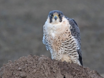 Wanderfalke - streng geschützte Art sowie im Anhang I der EU-Vogelschutzrichtlinie geführt