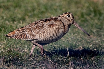 Waldschnepfe - besonders geschützte Art sowie im Anhang I der EU-Vogelschutzrichtlinie geführt