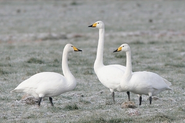 Singschwan - streng geschützte Art sowie im Anhang I der EU-Vogelschutzrichtlinie geführt