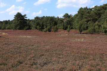 LRT 2310 - Sandheiden mit Besenheide und Ginster auf Binnendünen am Blanken Flat