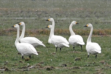 Zwergschwan - besonders geschützte Art sowie im Anhang I der EU-Vogelschutzrichtlinie geführt