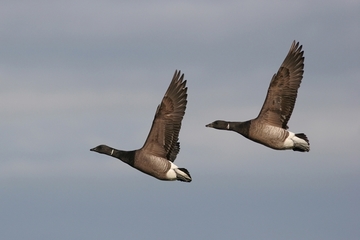 Ringelgans - besonders geschützte Art sowie im Anhang I der EU-Vogelschutzrichtlinie geführt