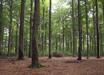 LRT 9110 - Hainsimsen-Buchenwald im Naturwald Limker Strang