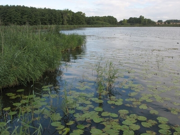 Röhricht- und Schwimmblattzone im Uferbereich des Seeburger Sees