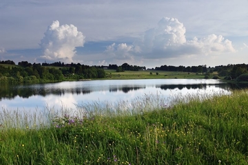 Stadtweger Teich als LRT 3130 - Nährstoffarme bis mäßig nährstoffreiche Stillgewässer mit Strandlings- oder Zwergbinsenvegetation