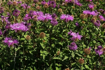 Perücken-Flockenblume (Centaurea pseudophrygia)