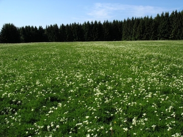 LRT 6520 - Berg-Mähwiese mit Bärwurz (Meum athamanticum)