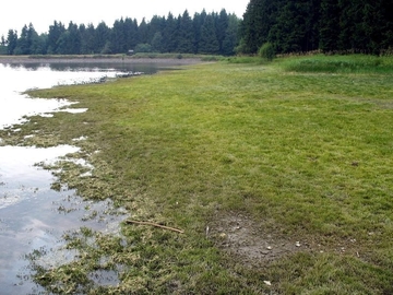 Abgesenkter Teich mit Strandlingsrasen (LRT 3130)