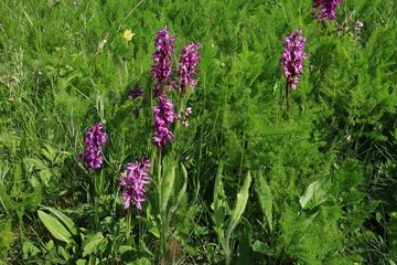 Stattliches Knabenkraut (Orchis mascula)