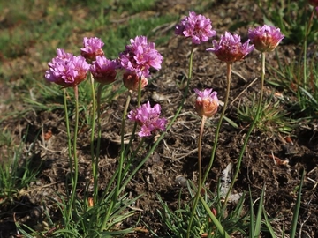 Galmei-Grasnelke (Armeria maritima ssp. elongata var. halleri) im LRT 6130