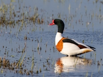 Brandgans - besonders geschützte Art sowie im Anhang I der EU-Vogelschutzrichtlinie geführt