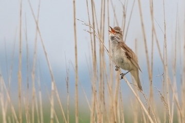 Drosselrohrsänger - streng geschützte Art sowie im Anhang I der EU-Vogelschutzrichtlinie geführt