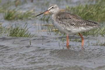 Dunkler Wasserläufer - besonders geschützte Art sowie im Anhang I der EU-Vogelschutzrichtlinie geführt