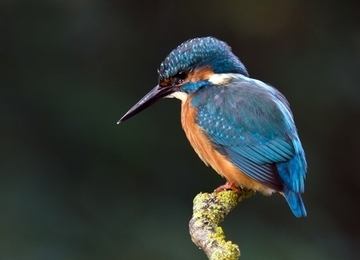 Eisvogel - streng geschützte Art sowie im Anhang I der EU-Vogelschutzrichtlinie geführt