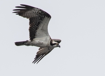 Fischadler - streng geschützte Art sowie im Anhang I der EU-Vogelschutzrichtlinie geführt