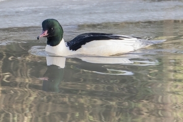 Gänsesäger - besonders geschützte Art sowie im Anhang I der EU-Vogelschutzrichtlinie geführt