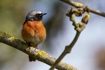 Gartenrotschwanz - besonders geschützte Art sowie im Anhang I der EU-Vogelschutzrichtlinie geführt