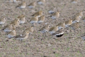 Goldregenpfeifer - streng geschützte Art sowie im Anhang I der EU-Vogelschutzrichtlinie geführt