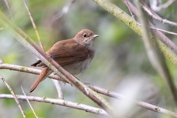 Nachtigall - besonders geschützte Art sowie im Anhang I der EU-Vogelschutzrichtlinie geführt