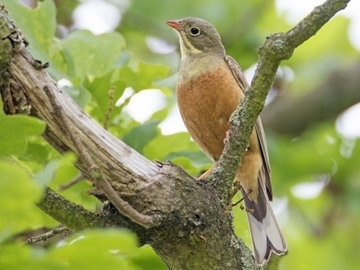 Ortolan - streng geschützte Art sowie im Anhang I der EU-Vogelschutzrichtlinie geführt