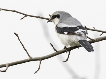 Raubwürger - streng geschützte Art sowie im Anhang I der EU-Vogelschutzrichtlinie geführt