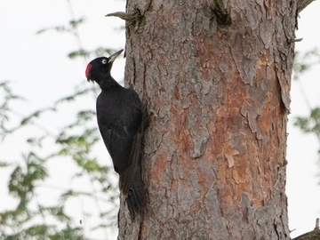 Schwarzspecht - streng geschützte Art sowie im Anhang I der EU-Vogelschutzrichtlinie geführt