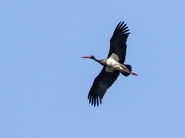 Schwarzstorch - streng geschützte Art sowie im Anhang I der EU-Vogelschutzrichtlinie geführt