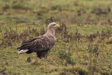 Seeadler - streng geschützte Art sowie im Anhang I der EU-Vogelschutzrichtlinie geführt