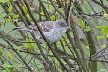 Sperbergrasmücke - streng geschützte Art sowie im Anhang I der EU-Vogelschutzrichtlinie geführt